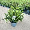 Viburnum tin. 'Eve Price' Pot 5 Liter 30 - 40 cm