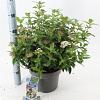Viburnum tin. 'Eve Price' Pot 5 Liter 30 - 40 cm