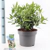Viburnum tin. 'Eve Price' Pot 5 Liter 30 - 40 cm