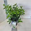 Viburnum tin. 'Eve Price' Pot 3 Liter 30 - 40 cm