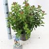 Viburnum tin. 'Eve Price' Pot 3 Liter 30 - 40 cm