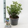Viburnum tin. 'Eve Price' Pot 3 Liter 30 - 40 cm