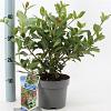 Viburnum tin. 'Eve Price' Pot 2 liter 25-30cm