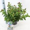 Viburnum tin. 'Eve Price' Pot 2 liter 25-30cm