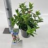 Viburnum tin. 'Eve Price' Pot 2 liter 25-30cm