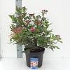 Viburnum tin. 'Gwenllian' Pot 5 Liter 30 - 40 cm