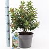 Viburnum tin. 'Gwenllian' Pot 5 Liter 30 - 40 cm