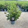 Viburnum tin. 'Gwenllian' Pot 5 Liter 30 - 40 cm