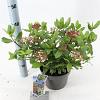 Viburnum tin. 'Gwenllian' Pot 3 Liter 30 - 40 cm