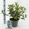 Viburnum tin. 'Gwenllian' Pot 3 Liter 30 - 40 cm