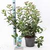 Viburnum tin. 'Gwenllian' Pot 2 liter 25-30cm
