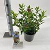 Viburnum tin. 'Gwenllian' Pot 2 liter 25-30cm