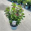 Viburnum tin. Lisarose Pot 5 Liter 30 - 40 cm