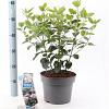 Viburnum tin. Lisarose Pot 5 Liter 30 - 40 cm
