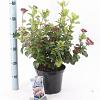 Viburnum tin. Lisarose Pot 5 Liter 30 - 40 cm