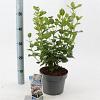 Viburnum tin. Lisarose Pot 3 Liter 30 - 40 cm