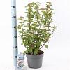 Viburnum tin. Lisarose Pot 3 Liter 30 - 40 cm