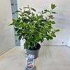 Viburnum tin. Lisarose Pot 3 Liter 30 - 40 cm