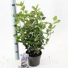 Viburnum tin. Lisarose Pot 2 liter 25-30cm