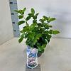 Viburnum tin. Lisarose Pot 2 liter 25-30cm