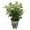 Viburnum tin. Lisarose Pot 2 liter 30-35cm