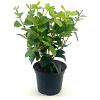 Viburnum tin. 'Macrophyllum' Pot 2 Liter30 - 40 cm