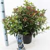 Viburnum tin. Spirit Pot 5 Liter 30 - 40 cm