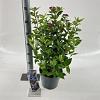 Viburnum tin. Spirit Pot 5 Liter 30 - 40 cm