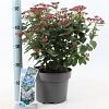 Viburnum tin. Spirit Pot 5 Liter 30 - 40 cm