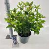 Viburnum tin. Spirit Pot 5 Liter 30 - 40 cm