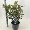 Viburnum tin. Spirit Pot 5 Liter 30 - 40 cm