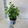 Viburnum tin. Spirit Pot 3 Liter 30 - 40 cm