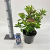 Viburnum tin. Spirit Pot 3 Liter 30 - 40 cm