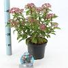 Viburnum tin. Spirit Pot 3 Liter 30 - 40 cm