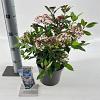Viburnum tin. Spirit Pot 3 Liter 30 - 40 cm
