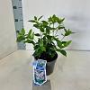 Viburnum tin. Spirit Pot 2 liter 25-30cm