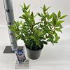 Viburnum tin. Spirit Pot 2 liter 25-30cm