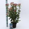 Viburnum tin. Spirit Pot 2 liter 25-30cm