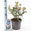 Viburnum tin. Spirit Pot 2 liter 25-30cm
