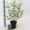 Vitex agnus-castus Pot 2 liter 30-35cm