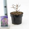Vitex agnus-castus Pot 2 liter 30-35cm