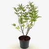 Vitex agnus-castus latifolia Pot 3 Liter 40 - 50 cm