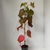 Vitis coignetiae Pot 2 Liter60 - 70 cm