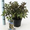 Weigela Black and White Pot 2 Liter 20 - 30 cm