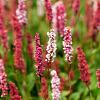 Persicaria aff. 'Darjeeling Red' Pot 9 cm