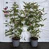 Weigela 'Bristol Ruby' Pot 2 Liter40 - 60 cm