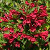 Weigela 'Bristol Ruby' Pot 2 Liter40 - 60 cm