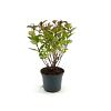 Weigela 'Bristol Ruby' Pot 3 Liter 40 - 50 cm