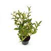 Weigela 'Candida' Pot 3 Liter 40 - 50 cm