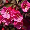 Weigela florida 'Alexandra' Pot 2 Liter 20 - 30 cm